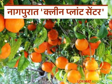 Orange Clean Plant Centre : संत्रा उत्पादकांसाठी आनंदवार्ता; अत्याधुनिक 'क्लीन प्लांट सेंटर' होणार स्थापन वाचा सविस्तर