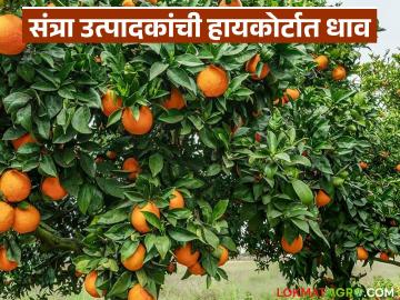 Orange Crop Insurance : संत्रा उत्पादकांची हायकोर्टात धाव; काय आहे कारण जाणून घ्या सविस्तर - Marathi News | latest news Orange Crop Insurance: Orange growers move High Court; Know the reason in detail | Latest News at Lokmat.com