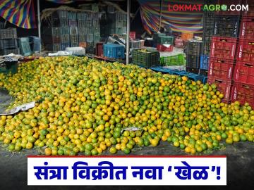 Orange Market : संत्रा विकताना शेतकऱ्यांची लूट; १०० क्रेटमागे १५ क्रेट 'फुकट' मागणी - Marathi News | latest news Orange Market: Farmers looted while selling oranges; Demand 15 crates 'free' for every 100 crates | Latest News at Lokmat.com