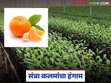 Orange Nursery : सातपुड्याच्या पायथ्याशी संत्रा कलमांचा हंगाम सुरू; जंभेरी बांधकरीचा धडाका - Marathi News | latest news Orange Nursery: Orange cutting season begins at the foot of Satpura; Jambheri builders' blast | Latest News at Lokmat.com