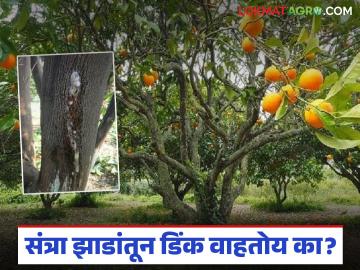 Orange Orchard Management : हवामान बदलाचा फटका; संत्रा बागांवर डिंक्या रोगाचा प्रादुर्भाव वाचा सविस्तर - Marathi News | latest news Orange Orchard Management: Impact of climate change; Outbreak of gingko disease in orange orchards Read in detail | Latest News at Lokmat.com