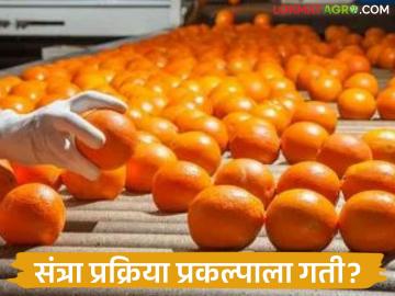 Orange Processing Center : वादळात पडलेली संत्रेसुद्धा उपयोगी; प्रक्रिया उद्योग सुरू होणार? वाचा सविस्तर - Marathi News | latest news Orange Processing Center: Even oranges that fall in storms are useful; Will the processing industry start? Read in detail | Latest News at Lokmat.com