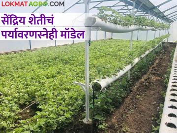 Organic Farming : दोन एकरांवर सेंद्रिय शेतीचा प्रयोग, जळगावच्या शेतकऱ्याचा पॅटर्न चर्चेत, वाचा सविस्तर  - Marathi News | Latest News Experiment of organic farming on two acres, Jalgaon farmer's pattern in famous, read in detail  | Latest News at Lokmat.com
