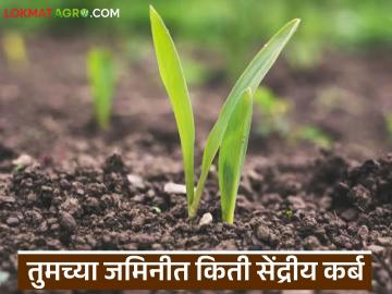 तुमच्या जमिनीत सेंद्रिय कर्बाचे प्रमाण किती आहे? ते किती असणे आवश्यक आहे? वाचा सविस्तर