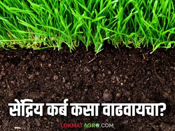 Organic Carbon : जमिनीतील सेंद्रिय कर्ब वाढविण्याचे सोपे उपाय; वाचा सविस्तर - Marathi News | Organic Carbon : Easy ways to increase organic carbon in soil; Read in detail | Latest News at Lokmat.com Organic Carbon : जमिनीतील सेंद्रिय कर्ब वाढविण्याचे सोपे उपाय; वाचा सविस्तर - Marathi News | Organic Carbon : Easy ways to increase organic carbon in soil; Read in detail | Latest News at Lokmat.com