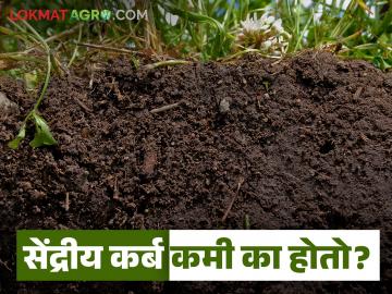 Sendriya Carbon : मातीतील सेंद्रिय कर्ब कशामुळे कमी होतो? व तो कसा वाढवावा; सविस्तर पाहूया - Marathi News | Sendriya Carbon : What causes the organic carbon in the soil to decrease? And how to increase it; Let's see in detail | Latest News at Lokmat.com