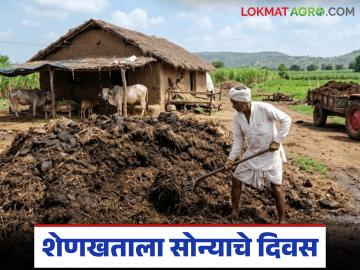 Organic Farming : उत्पादन वाढीचा फॉर्म्युला सापडला? शेतकरी शेणखतावर भर देतायत - Marathi News | latest news Organic Farming: Found the formula for increasing production? Farmers are focusing on cow dung fertilizer | Latest News at Lokmat.com