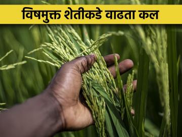Organic Farming : विषमुक्त शेतीकडे शेतकऱ्यांचा कल वाढला, नाशिकमध्ये पाचशे हेक्टरवर सेंद्रिय भाजीपाला - Marathi News | Market demand for organic vegetables, growing trend towards organic farming | Latest News at Lokmat.com