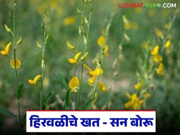 सनबोरूची लागवड करा, जमिनीत सुपीकता वाढवा, शेणखताला उत्तम पर्याय ठरतोय  - Marathi News | Latest news tag lagvad Plant Sunboru, increase soil fertility, best Option to cow dung | Latest News at Lokmat.com