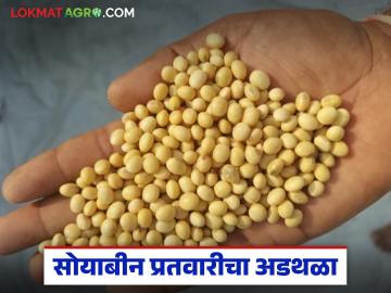 शेतकऱ्यांनो, सोयाबीन खरेदी केंद्रावर नेण्यापूर्वी या गोष्टी लक्षात ठेवा, वाचा सविस्तर  - Marathi News | Latest news Soyabean Kharedi keep these things in mind before taking soybeans to the procurement center, read in detail | Latest News at Lokmat.com