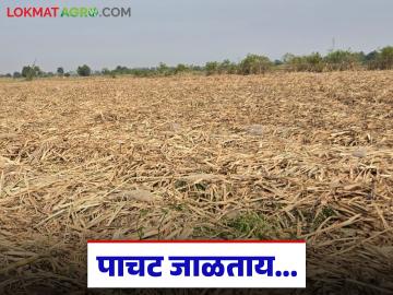 उसाचे पाचट जाळण्यापेक्षा 'या' दोन पद्धतीचा अवलंब करा; एकरी उत्पादनात होईल मोठी वाढ - Marathi News | Instead of burning sugarcane stubble, adopt these two methods; there will be a huge increase in per acre production | Latest News at Lokmat.com
