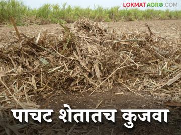 उसाचे पाचट कुजविण्याचा कोल्हापुरी पॅटर्न; २८६ कृषी सहायक शेतकऱ्यांच्या बांधावर - Marathi News | Kolhapuri pattern of sugarcane trash management; 286 agricultural assistant visit on farmers field | Latest News at Lokmat.com उसाचे पाचट कुजविण्याचा कोल्हापुरी पॅटर्न; २८६ कृषी सहायक शेतकऱ्यांच्या बांधावर - Marathi News | Kolhapuri pattern of sugarcane trash management; 286 agricultural assistant visit on farmers field | Latest News at Lokmat.com
