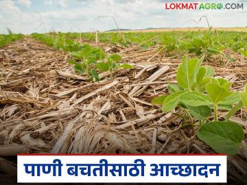 Agriculture News : जमीन ओलावा राहील, पाणी बचतही होईल, असे करा कमी खर्चात आच्छादन - Marathi News | Latest News Agriculture News Mulch to retain available moisture in soil for longer | Latest News at Lokmat.com Agriculture News : जमीन ओलावा राहील, पाणी बचतही होईल, असे करा कमी खर्चात आच्छादन - Marathi News | Latest News Agriculture News Mulch to retain available moisture in soil for longer | Latest News at Lokmat.com