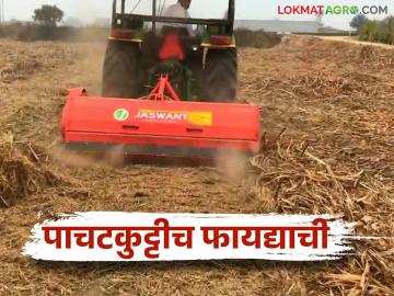 ऊस तोडल्यानंतर पाचटीचे असे करा व्यवस्थापन; रासायनिक खतांवरील खर्च होईल कमी - Marathi News | After cutting the sugarcane, do this management of trash; Costing on chemical fertilizers will be reduced | Latest News at Lokmat.com ऊस तोडल्यानंतर पाचटीचे असे करा व्यवस्थापन; रासायनिक खतांवरील खर्च होईल कमी - Marathi News | After cutting the sugarcane, do this management of trash; Costing on chemical fertilizers will be reduced | Latest News at Lokmat.com