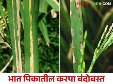 Bhat Karapa : भात पिकावरील करपा वेळीच रोका कसे कराल नियंत्रण - Marathi News | Bhat Karapa : How to control blight disease in paddy crop | Latest News at Lokmat.com Bhat Karapa : भात पिकावरील करपा वेळीच रोका कसे कराल नियंत्रण - Marathi News | Bhat Karapa : How to control blight disease in paddy crop | Latest News at Lokmat.com