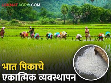 Crop Management : भात पिकाचे एकात्मिक व्यवस्थापन कसे करावे? जाणून घ्या सविस्तर - Marathi News | Latest news How to do integrated management of rice crop Know in detail | Latest News at Lokmat.com Crop Management : भात पिकाचे एकात्मिक व्यवस्थापन कसे करावे? जाणून घ्या सविस्तर - Marathi News | Latest news How to do integrated management of rice crop Know in detail | Latest News at Lokmat.com