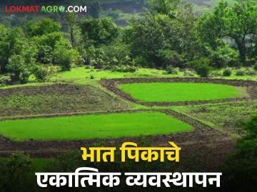 Paddy Cultivation : पेरणीपासून ते लागवडीपर्यंत, भात पिकाचे व्यवस्थापन कसे कराल? वाचा सविस्तर  - Marathi News | Latest News Integrated management of rice crop from sowing to cultivation see details | Latest News at Lokmat.com