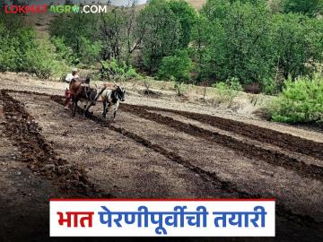 Bhat Perani : बियाण्यांपासून ते पेरणीपर्यंत, भात पेरणीसाठी पूर्वतयारी कशी करावी? - Marathi News | Latest News Paddy Farming From seeds to sowing, how to prepare for rice planting? | Latest News at Lokmat.com Bhat Perani : बियाण्यांपासून ते पेरणीपर्यंत, भात पेरणीसाठी पूर्वतयारी कशी करावी? - Marathi News | Latest News Paddy Farming From seeds to sowing, how to prepare for rice planting? | Latest News at Lokmat.com