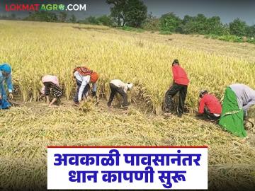 Paddy Harvesting : धान कापणीची लगबग; अवकाळी पावसानंतर शेतात पुन्हा कामाला वेग वाचा सविस्तर - Marathi News | latest news Paddy Harvesting: Paddy harvesting is in full swing; Work in the fields is picking up pace again after unseasonal rains. Read in detail | Latest News at Lokmat.com