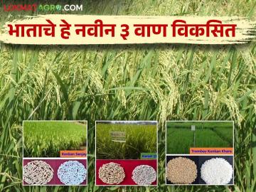 प्रतिहेक्टर ४० ते ५५ क्विंटल उतारा देणारे भाताचे नवीन तीन वाण विकसित वाचा सविस्तर - Marathi News | Three new varieties of rice have been developed which yield 40 to 55 quintals per hectare read more details | Latest News at Lokmat.com प्रतिहेक्टर ४० ते ५५ क्विंटल उतारा देणारे भाताचे नवीन तीन वाण विकसित वाचा सविस्तर - Marathi News | Three new varieties of rice have been developed which yield 40 to 55 quintals per hectare read more details | Latest News at Lokmat.com