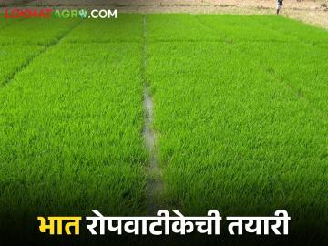Paddy Nursery भाताच्या सशक्त रोपांसाठी कशी तयार कराल रोपवाटीका - Marathi News | Paddy Nuresry How to prepare nurseries for vigorous paddy seedlings | Latest News at Lokmat.com