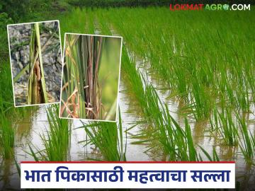 ढगाळ, पावसाळी हवामानामुळे भात पिकात होऊ शकतो 'या' किडींचा प्रादुर्भाव; कसे कराल नियंत्रण? - Marathi News | Cloudy, rainy weather can cause an outbreak of these pests in rice crops; How to control them? | Latest News at Lokmat.com ढगाळ, पावसाळी हवामानामुळे भात पिकात होऊ शकतो 'या' किडींचा प्रादुर्भाव; कसे कराल नियंत्रण? - Marathi News | Cloudy, rainy weather can cause an outbreak of these pests in rice crops; How to control them? | Latest News at Lokmat.com