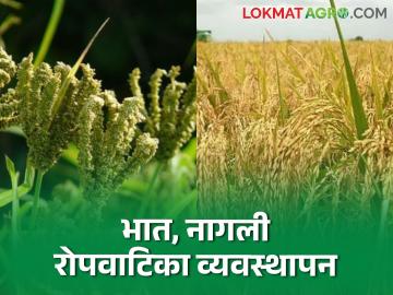 Paddy Cultivation : भात, नागली, वरई रोपवाटिकेत बियाण्याची पेरणी कशी कराल? वाचा सविस्तर - Marathi News | Latest News Paddy Cultivation How to sow the seeds of Paddy, Nagli, Varai in nursery | Latest News at Lokmat.com Paddy Cultivation : भात, नागली, वरई रोपवाटिकेत बियाण्याची पेरणी कशी कराल? वाचा सविस्तर - Marathi News | Latest News Paddy Cultivation How to sow the seeds of Paddy, Nagli, Varai in nursery | Latest News at Lokmat.com