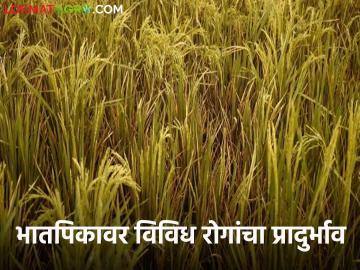 Paddy Crop Management : भातपिकावर 'या' विविध रोगांचा प्रादुर्भाव; शास्त्रज्ञांनी पाहणी करून सांगितला उपाय - Marathi News | Paddy Crop Management : Incidence of 'these' various diseases on rice crop; The solution was given by the scientists after inspection | Latest News at Lokmat.com