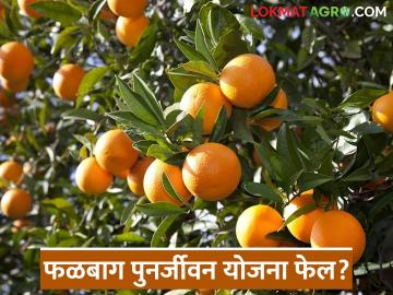 Orange Orchard Crisis : फळबाग पुनर्जीवन योजना फेल? काय आहे कारण वाचा सविस्तर - Marathi News | latest news Orange Orchard Crisis: Orchard revival plan failed? What is the reason? Read in detail | Latest News at Lokmat.com