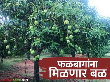 Agriculture Scheme: पारंपरिक शेतीबरोबर फळ लागवडीचा पर्याय; असे मिळते अनुदान वाचा सविस्तर - Marathi News | Agriculture Scheme: Alternative to fruit cultivation along with traditional farming; This is how you get subsidy, read in detail | Latest News at Lokmat.com