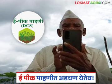E Pik Pahani : मोबाईलमध्ये 'या' दोन गोष्टी करा, ई पीक पाहणी करताना अडचण येणार नाही! - Marathi News | Latest news e pik pahani Do these two things on your mobile and no issue for digital crop survey | Latest News at Lokmat.com E Pik Pahani : मोबाईलमध्ये 'या' दोन गोष्टी करा, ई पीक पाहणी करताना अडचण येणार नाही! - Marathi News | Latest news e pik pahani Do these two things on your mobile and no issue for digital crop survey | Latest News at Lokmat.com