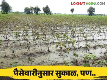 Agriculture News : खरीप हंगामी पैसेवारी जाहीर, शासन म्हणतंय सुकाळ, तर.... वाचा सविस्तर  - Marathi News | Latest news Agriculture News Seasonal Revised Cash Sort of Kharif Crops Announced read in detail  | Latest News at Lokmat.com