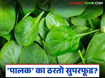 Palak Health Benefits : एक साधी भाजी, पण फायदे जबरदस्त; 'पालक' का ठरतो सुपरफूड? - Marathi News | latest news Palak Health Benefits : A simple vegetable, but the benefits are tremendous; Why is 'palak' a superfood? | Latest News at Lokmat.com Palak Health Benefits : एक साधी भाजी, पण फायदे जबरदस्त; 'पालक' का ठरतो सुपरफूड? - Marathi News | latest news Palak Health Benefits : A simple vegetable, but the benefits are tremendous; Why is 'palak' a superfood? | Latest News at Lokmat.com