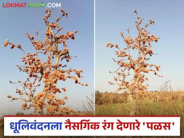 रंगपंचमी निमित्त नैसर्गिक रंग देणारा 'पळस' होतोय दुर्मिळ - Marathi News | On the occasion of Rang Panchami the 'Palas' tree which provides natural colors is becoming rare | Latest News at Lokmat.com