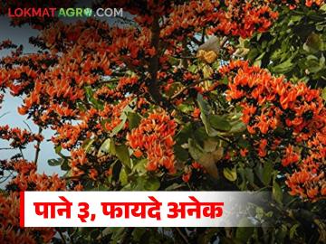 Palash tree benefits : 'पळस' दिसतो साधा, पण गुणधर्म ऐकून तुम्ही चकित व्हाल! - Marathi News | latest news Palash tree benefits: 'Palash' looks simple, but you will be surprised to hear its properties! | Latest News at Lokmat.com