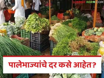 Vegetable Market : पालेभाज्यांच्या उत्पादनात घट, दरात दुप्पट वाढ, केवळ कांदा, बटाटा दर कमी, वाचा सविस्तर - Marathi News | Latest News Decrease in production of leafy vegetables, double increase in prices, only onion, potato prices are low, read in detail | Latest News at Lokmat.com Vegetable Market : पालेभाज्यांच्या उत्पादनात घट, दरात दुप्पट वाढ, केवळ कांदा, बटाटा दर कमी, वाचा सविस्तर - Marathi News | Latest News Decrease in production of leafy vegetables, double increase in prices, only onion, potato prices are low, read in detail | Latest News at Lokmat.com