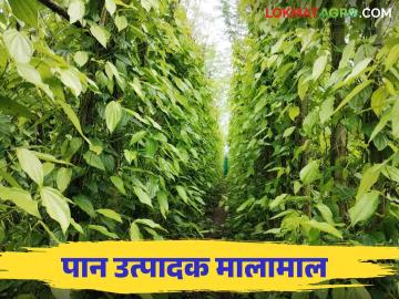 दसरा सणामुळे पान उत्पादक शेतकरी मालामाल कशी विकली जातात पाने? वाचा सविस्तर - Marathi News | Due to the Dussehra festival, the betel leaf producing farmers stock up How are the leaves sold? Read in detail | Latest News at Lokmat.com दसरा सणामुळे पान उत्पादक शेतकरी मालामाल कशी विकली जातात पाने? वाचा सविस्तर - Marathi News | Due to the Dussehra festival, the betel leaf producing farmers stock up How are the leaves sold? Read in detail | Latest News at Lokmat.com