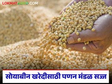 Soybean Kharedi : सोयाबीन खरेदीला गती; पणन मंडळाची तयारी पूर्ण वाचा सविस्तर - Marathi News | latest news Soybean Kharedi: Soybean procurement accelerates; Marketing Board's preparations are complete Read in detail | Latest News at Lokmat.com