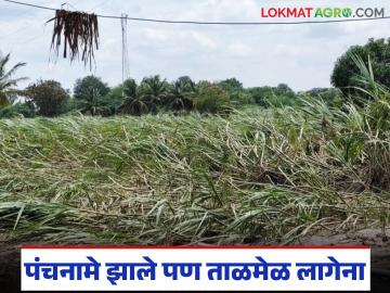 लागवडीखालील क्षेत्र व नुकसानीच्या आकडेवारीचा ताळमेळ बसेना; शेतकऱ्यांची दिवाळी कशी गोड होणार? - Marathi News | The area under cultivation and the damage figures do not match; How will farmers' Diwali be sweet? | Latest News at Lokmat.com