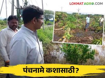 Crop Damage : डोळ्यांदेखत सगळंच वाहून गेलंय, कशाचा पंचनामा करणारं, शेतकऱ्यांचा सवाल - Marathi News | Latest news Agriculture News Damage to agriculture due to rain in Nashik district, demand for compensation | Latest News at Lokmat.com Crop Damage : डोळ्यांदेखत सगळंच वाहून गेलंय, कशाचा पंचनामा करणारं, शेतकऱ्यांचा सवाल - Marathi News | Latest news Agriculture News Damage to agriculture due to rain in Nashik district, demand for compensation | Latest News at Lokmat.com