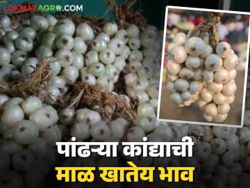 अलिबागच्या पांढऱ्या कांद्याची माळ यंदाही खाणार भाव; वाचा प्रति माळेला काय मिळतोय दर? - Marathi News | Alibaug's white onion garland will be expensive this year too; Read what is the price per garland? | Latest News at Lokmat.com अलिबागच्या पांढऱ्या कांद्याची माळ यंदाही खाणार भाव; वाचा प्रति माळेला काय मिळतोय दर? - Marathi News | Alibaug's white onion garland will be expensive this year too; Read what is the price per garland? | Latest News at Lokmat.com