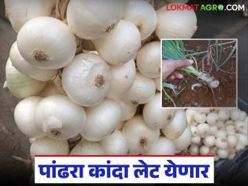 Alibaug White Onion : औषधी गुणधर्म असलेल्या अलिबाग पांढऱ्या कांद्याची यंदा पहावी लागणार वाट - Marathi News | Alibaug White Onion : Alibaug white onion with medicinal properties is a must-see this year | Latest News at Lokmat.com