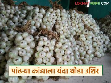 रायगडच्या प्रसिद्ध पांढऱ्या कांद्यासाठी पाहावी लागणार वाट; कधी होणार बाजारात आगमन? - Marathi News | We will have to wait for Raigad's famous white onion; When will it arrive in the market? | Latest News at Lokmat.com
