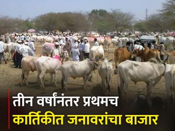 पंढरपूरच्या बाजारात तीन हजारांहून अधिक जनावरं - Marathi News | More than three thousand livestock in Pandharpur market | Latest News at Lokmat.com