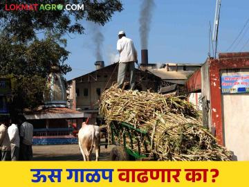 पंढरपूर तालुक्यात ५५ हजार हेक्टर ऊस लागवडीची नोंद कोणते कारखाने किती गाळप करणार - Marathi News | 55 thousand hectares of sugarcane cultivation in Pandharpur taluka which factories will refine how much | Latest News at Lokmat.com