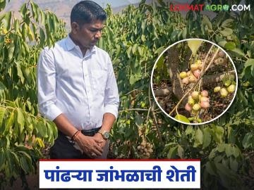 “पांढऱ्या जांभळाची मार्केटमध्ये चलती, कमी खर्च, डबल नफा, वाचा तरुण शेतकऱ्याचा यशस्वी प्रयोग  - Marathi News | Latest news white Jamun Farming low cost, double profit, read the successful experiment of young farmer" | Latest News at Lokmat.com