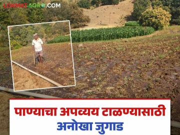 Agriculture News : डोंगर उतारावरील पिकांना दिलेले पाणी वाहून जात होत, 'या' शेतकऱ्याने काय केलं पहाच! - Marathi News | Latest news Agriculture flourished from wasted water, unique jugaad of farmer | Latest News at Lokmat.com