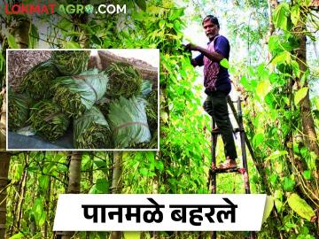 सांगलीचा मिरजपूर्व भाग ठरतोय खाऊच्या पानांचा आगार, कशी करतात पानांची शेती? - Marathi News | Sangli's eastern part of Miraj is becoming a hotbed of edible leaves betel leaf, how is betel leaf farming going? | Latest News at Lokmat.com