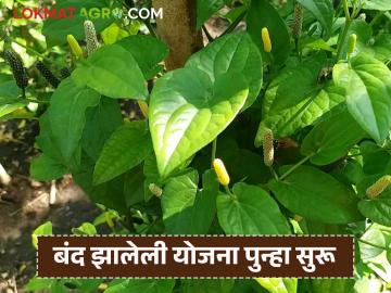 Medicinal Cultivation Scheme : शेतकऱ्यांसाठी सुवर्णसंधी! औषधी लागवडीसाठी राज्याला ४.४० कोटींचं अनुदान वाचा सविस्तर - Marathi News | latest news Medicinal Cultivation Scheme: Golden opportunity for farmers! Grant of Rs 4.40 crore to the state for medicinal cultivation Read in detail | Latest News at Lokmat.com