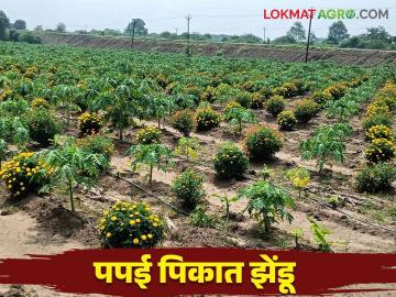 Intercropping In Papai : पपईच्या पिकात झेंडूची लागवड, शहाद्याच्या शेतकऱ्याचा प्रयोग, वाचा सविस्तर  - Marathi News | Latest News Intercrop Cultivation of marigold in papaya crop, experiment of Shahada farmer, read in detail  | Latest News at Lokmat.com